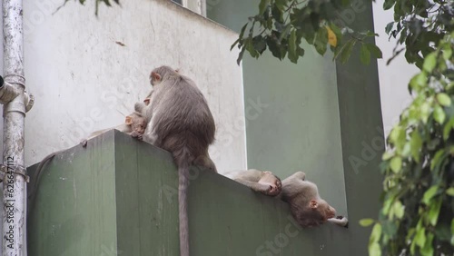 Family of bonnet macaques monkeys taking a nap on a building photo