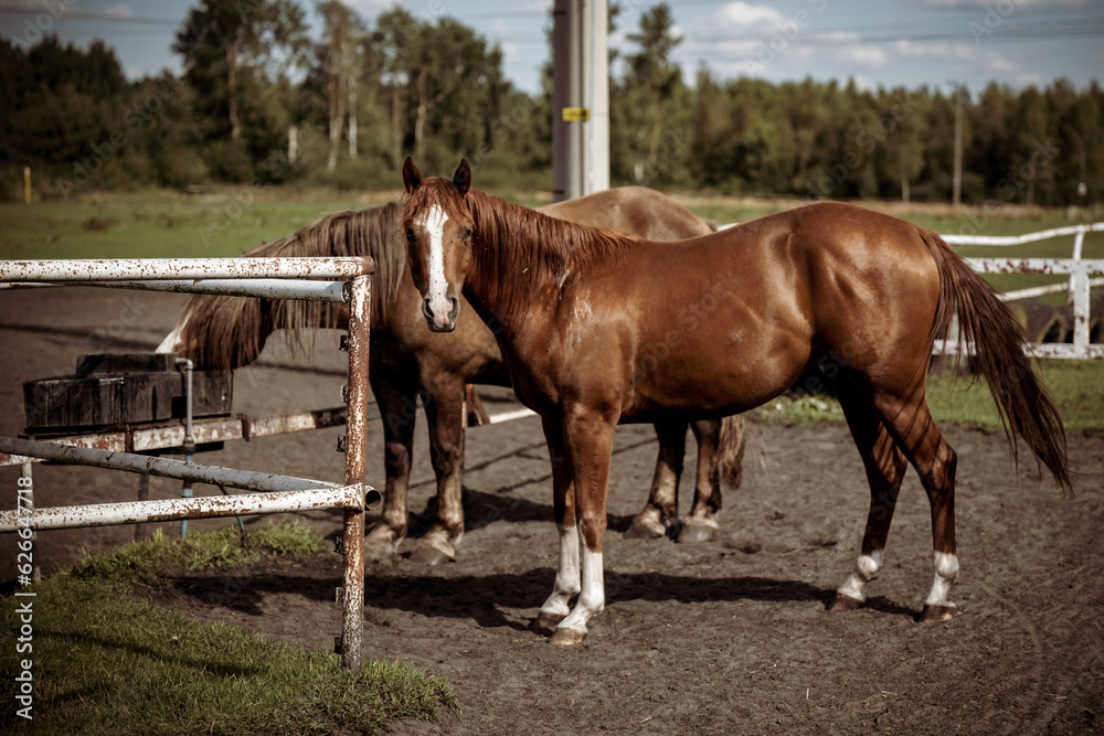 beautiful horses in a stud farm beautiful horses in a stud farm