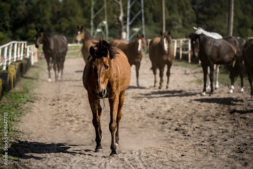 Fototapeta Naklejka Na Ścianę i Meble -  beautiful horses in a stud farm