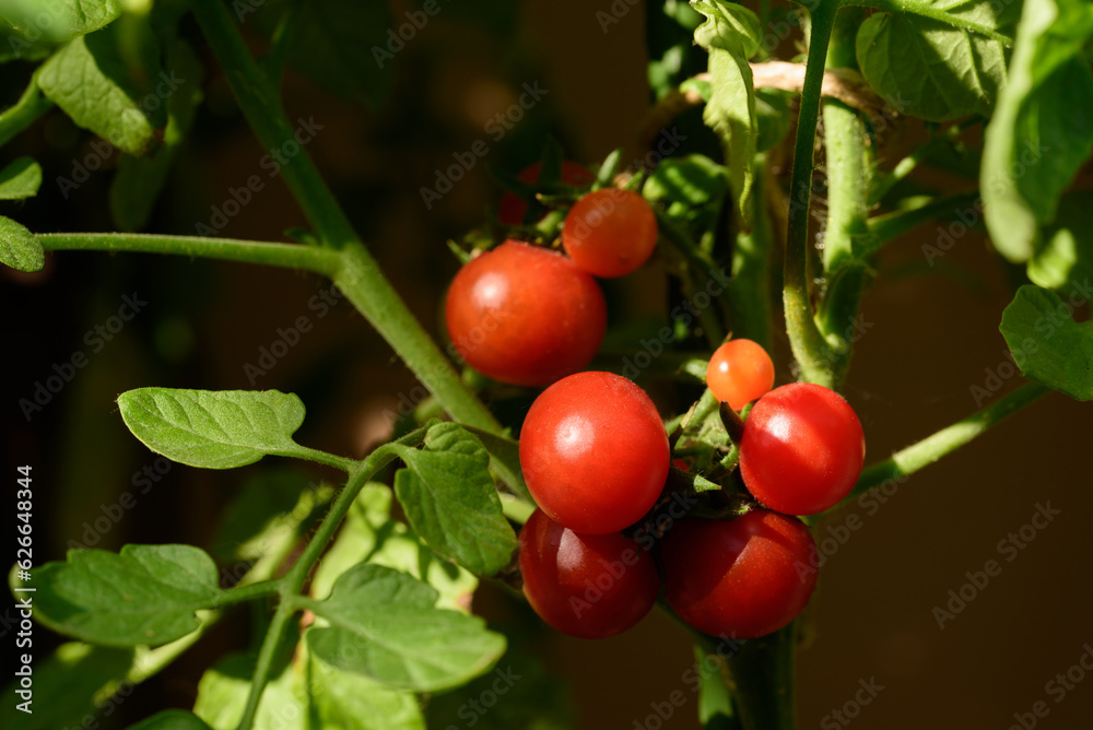 Ripe cherry tomato plant growing in garden