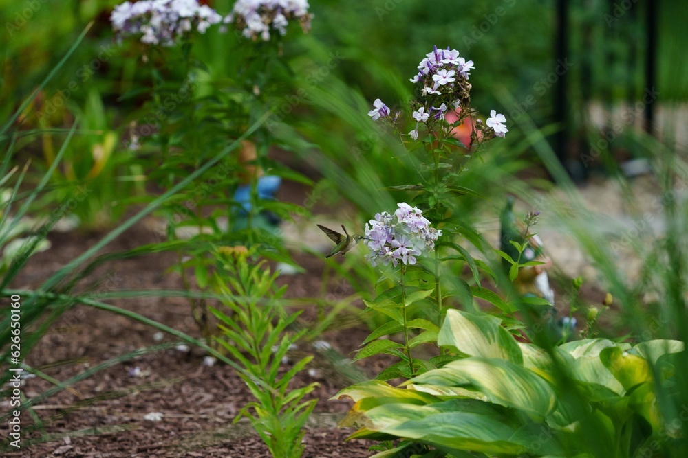 Hummingbird feeding on beautiful backyard flowers Hummingbird feeding on beautiful backyard flowers
