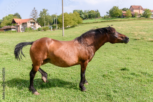 Horse on the Farm in Serbia © nedomacki