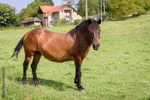 Horse on the Farm in Serbia © nedomacki