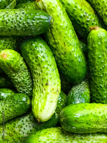 Background of fresh green cucumbers. Diet food. Preparation of cucumbers for preservation.