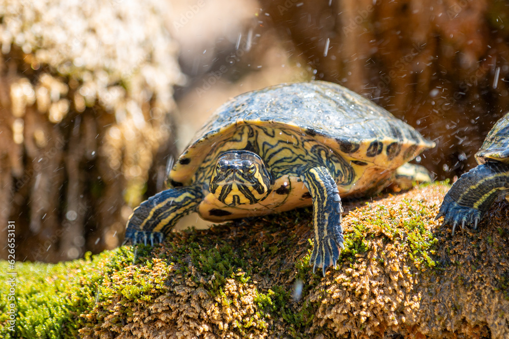 Yellow-bellied slider (Gelbbauch-Schmuckschildkröte, Trachemys scripta scripta) Yellow-bellied slider (Gelbbauch-Schmuckschildkröte, Trachemys scripta scripta)