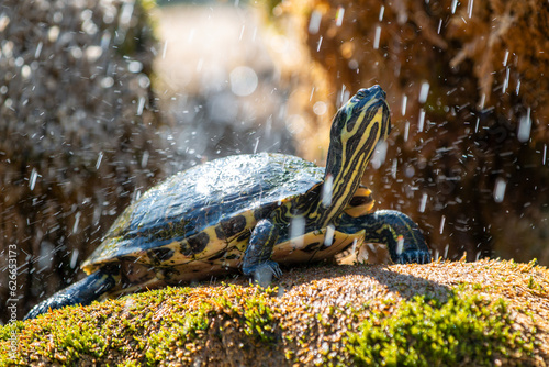 Yellow-bellied slider (Gelbbauch-Schmuckschildkröte, Trachemys scripta scripta) photo