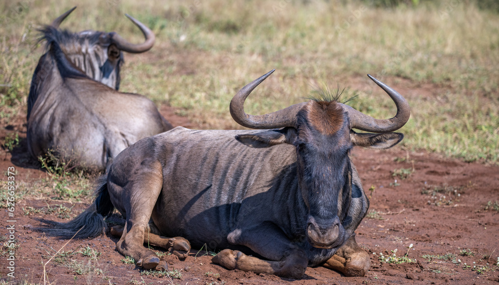 two wildebeest relaxing in an open field two wildebeest relaxing in an open field