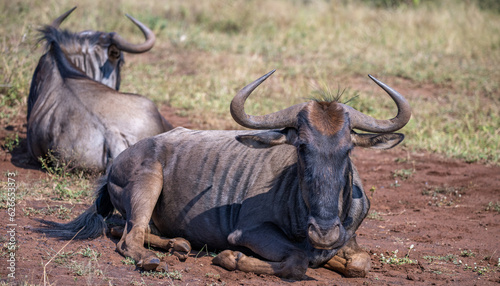 two wildebeest relaxing in an open field