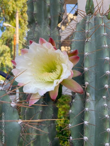 Peruvian Apple Cactus blooming in early morning, closeup. Beautiful white-pinkish flower of Cactus peruvianus with columnar ribbed thorny stems background. Cereus repandus, Hedge/giant club cactus. photo