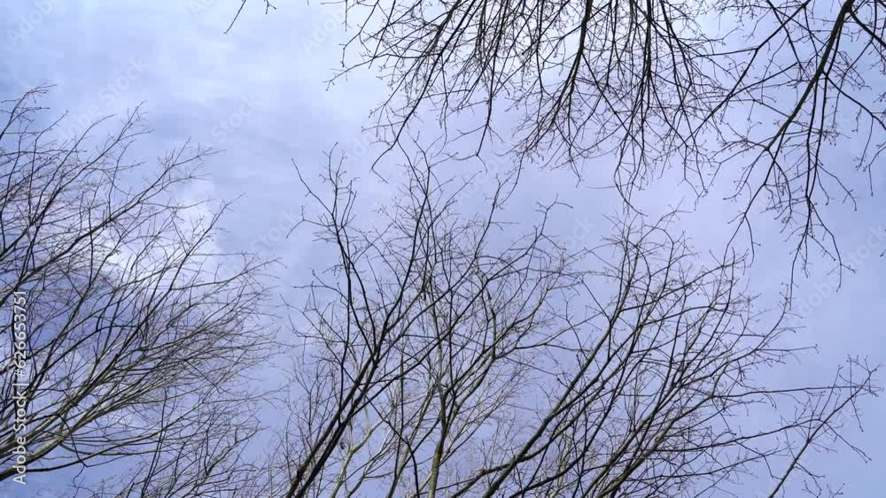 Leafless branches and twigs of trees sway because of wind on a cold day in spring Leafless branches and twigs of trees sway because of wind on a cold day in spring