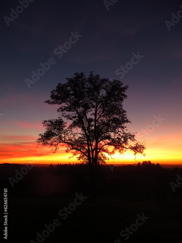 Tree at dusk