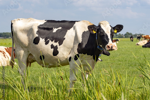 dutch_cow