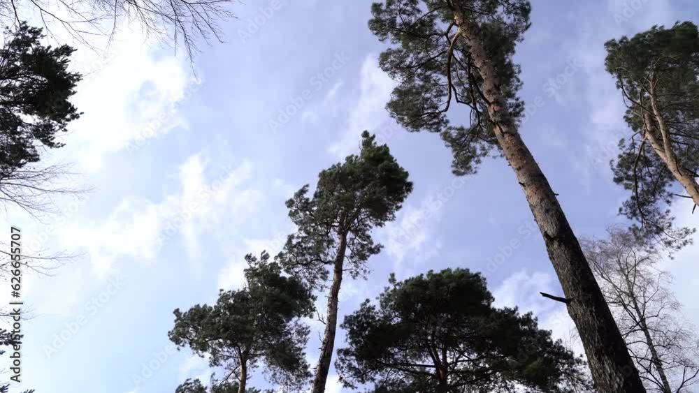 View from below of moving pine trees because of a strong wind in spring