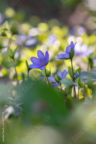 Anemone hepatica common liverwort kidneywort flowers in bloom, early springtime flowering blue purple forest plant