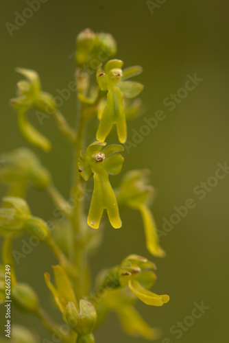 Common twayblade orchid bloom close up