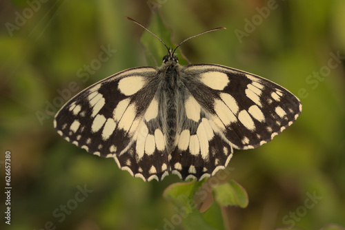 Marbled white butterfly close up