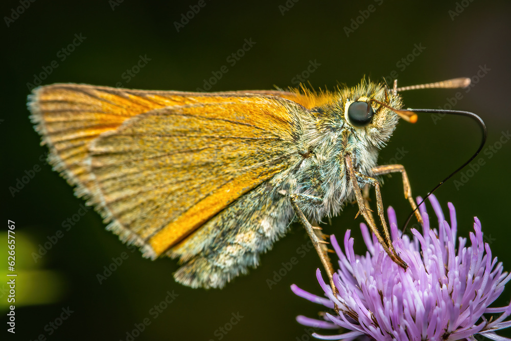 Charming Thymelicus Sylvestris: A Butterfly Resting on a Purple Flower Charming Thymelicus Sylvestris: A Butterfly Resting on a Purple Flower