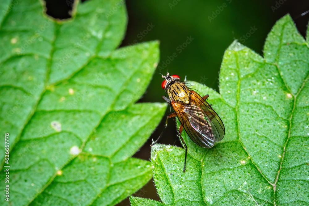 Vibrant Nature's Encounter: A Fly Resting on a Lush Green Leaf Vibrant Nature's Encounter: A Fly Resting on a Lush Green Leaf