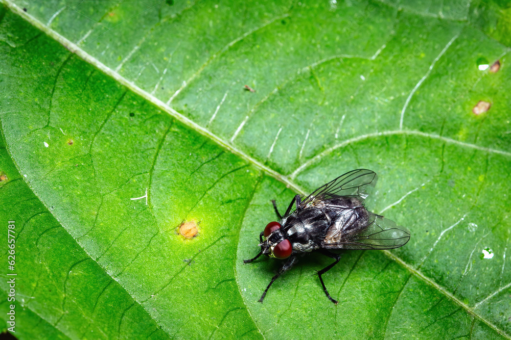 Vibrant Nature's Encounter: A Fly Resting on a Lush Green Leaf Vibrant Nature's Encounter: A Fly Resting on a Lush Green Leaf
