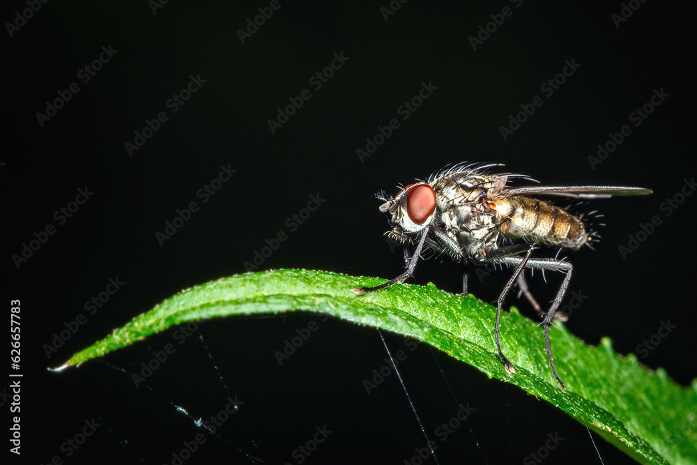 Peaceful Macro Moment: A Fly Resting on a Green Leaf Peaceful Macro Moment: A Fly Resting on a Green Leaf