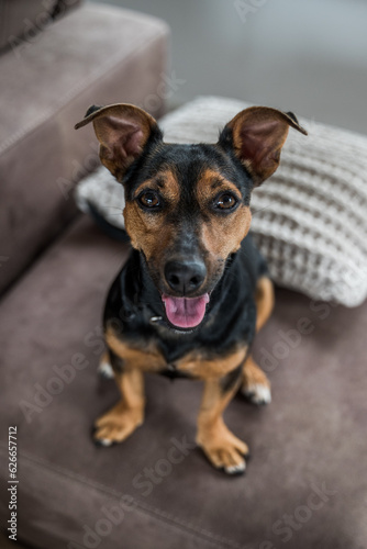 Cute black and tan Jack Russell Terrier looking at the camera. Dog sitting on a couch. Big dog ears. Smiling dog