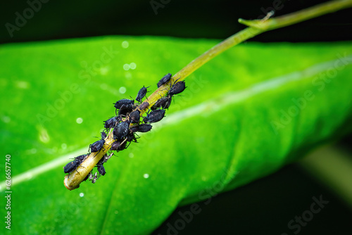 Abundance of Aphis Sambuci: Aphids Feeding on a Branch photo