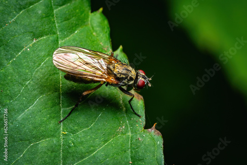 Delicate Macro Moment: A Fly Perched on a Fresh Green Leaf