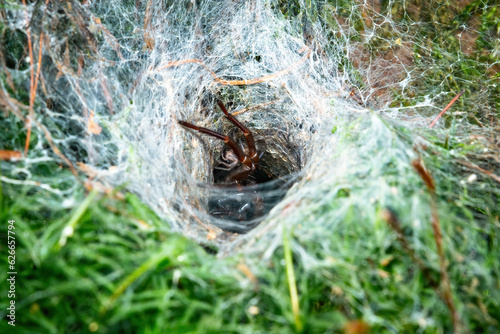 Family Ties: Coelotes Terrestris in a Silk Lair with Baybe Spiders photo