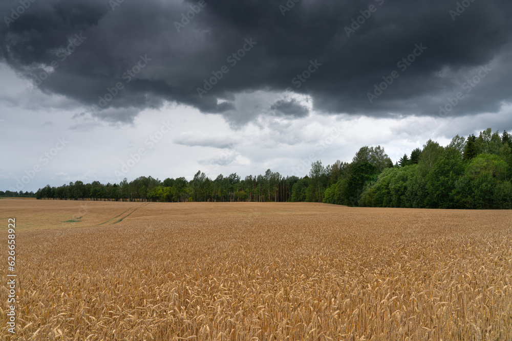 field of wheat and sky