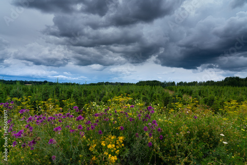 field of wildflowers and Christmas trees