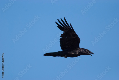 Common Raven Flying overhead