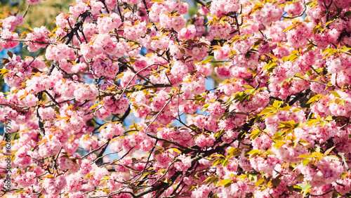 Beautiful sakura flower (cherry blossom) in spring. sakura tree flower on blue sky. Fresh pink flowers of sakura. 