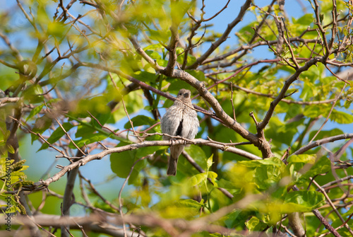 House Finch mother with a brood patch