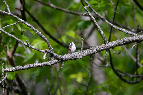Chestnut Sided warbler calling from a branch photo