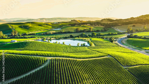 Napa Valley Wine Country Vineyards in Spring and Colorful Sunset. 