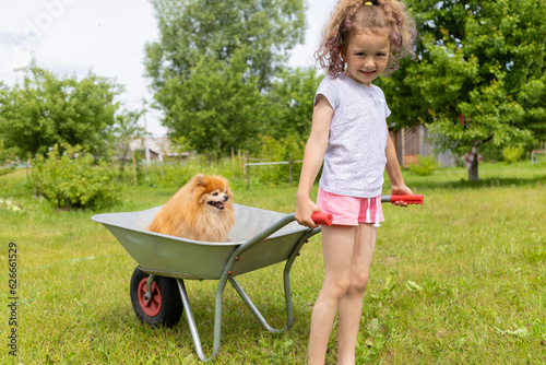 little cheerful girl riding dog in wheelbarrow in garden. active kid game in summer. best friends, owner and pomeranian spitz playing outdoors. happy childhood