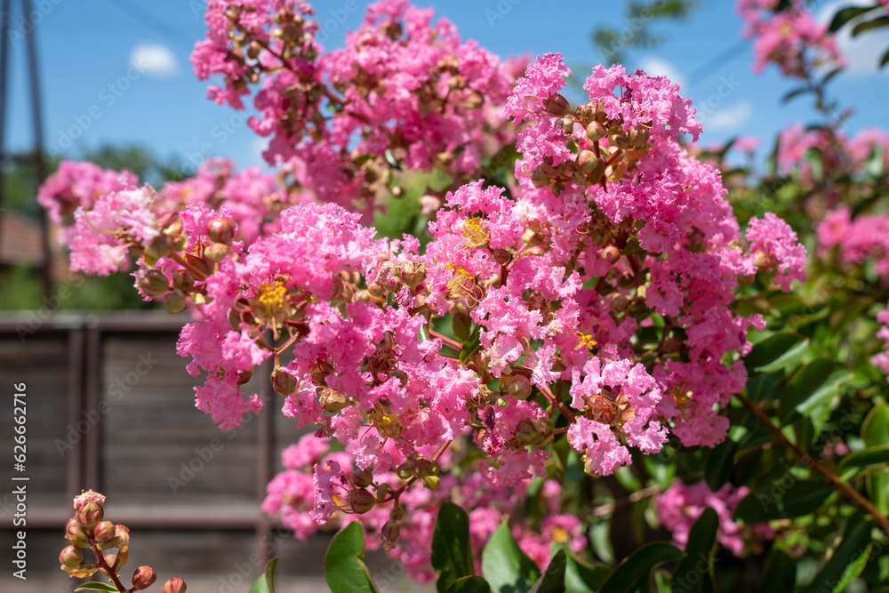 Lagerstroemia indica in blossom. Beautiful pink flowers on Сrape myrtle tree on blurred blue sky background. Selective focus. Lagerstroemia indica in blossom. Beautiful pink flowers on Сrape myrtle tree on blurred blue sky background. Selective focus.