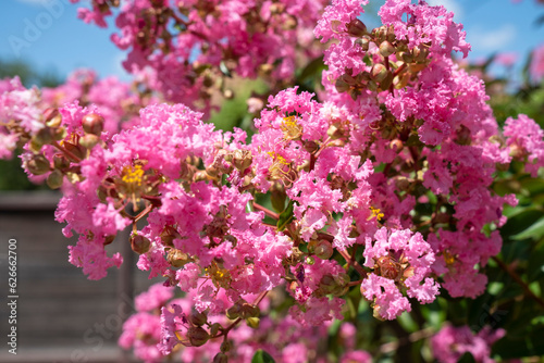 Fototapeta Naklejka Na Ścianę i Meble -  Lagerstroemia indica in blossom. Beautiful pink flowers on Сrape myrtle tree on blurred blue sky background. Selective focus.
