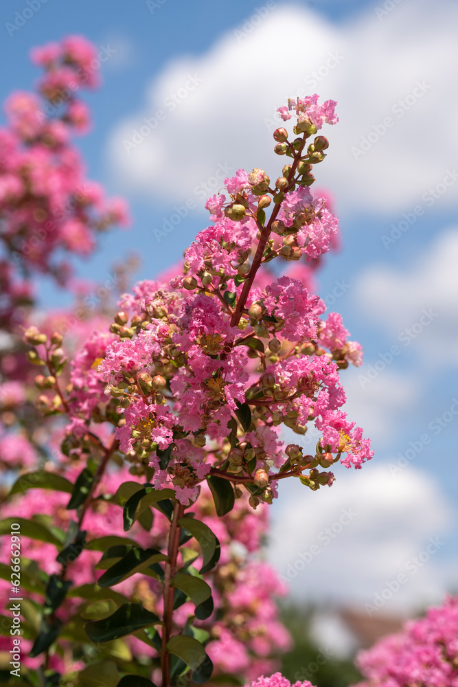 Lagerstroemia indica in blossom. Beautiful pink flowers on Сrape myrtle tree on blurred blue sky background. Selective focus. Lagerstroemia indica in blossom. Beautiful pink flowers on Сrape myrtle tree on blurred blue sky background. Selective focus.