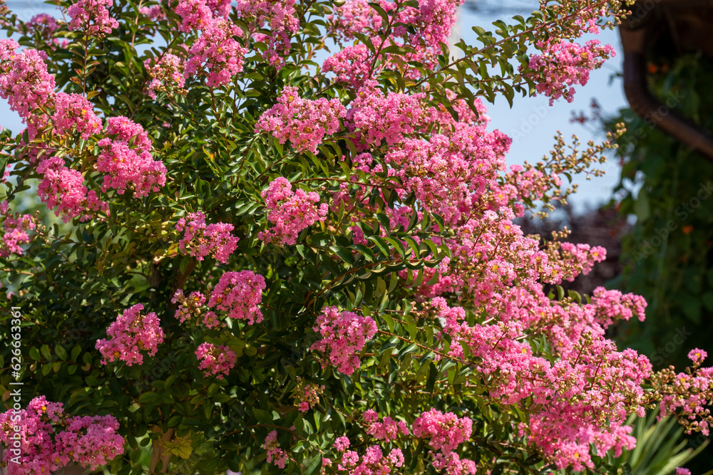 Lagerstroemia indica in blossom. Beautiful pink flowers on Сrape myrtle tree on blurred blue sky background. Selective focus.