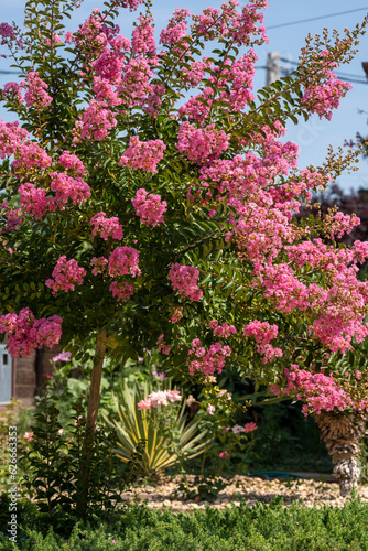 Lagerstroemia indica in blossom. Beautiful pink flowers on Сrape myrtle tree on blurred green background. Selective focus. © Varga_photography