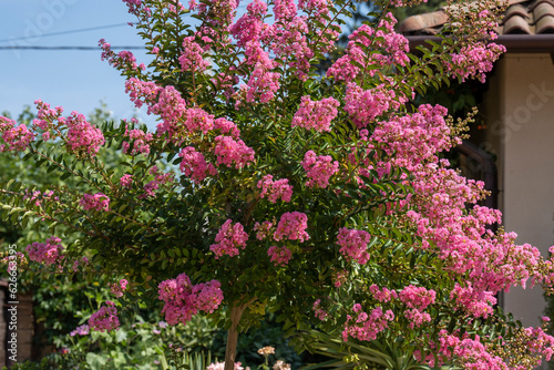 Lagerstroemia indica in blossom. Beautiful pink flowers on Сrape myrtle tree on blurred blue sky background. Selective focus.