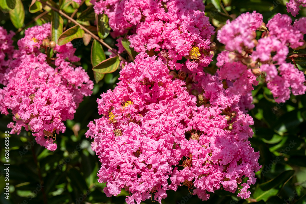 Lagerstroemia indica in blossom. Beautiful pink flowers on Сrape myrtle tree on blurred green background. Selective focus. Lagerstroemia indica in blossom. Beautiful pink flowers on Сrape myrtle tree on blurred green background. Selective focus.