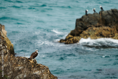 Osprey - Pandion haliaetus bird of prey hunting fish  also called sea hawk  river hawk  and fish hawk  sitting on the rock in Byron Bay Australia  Beautiful coast with waves and rocks