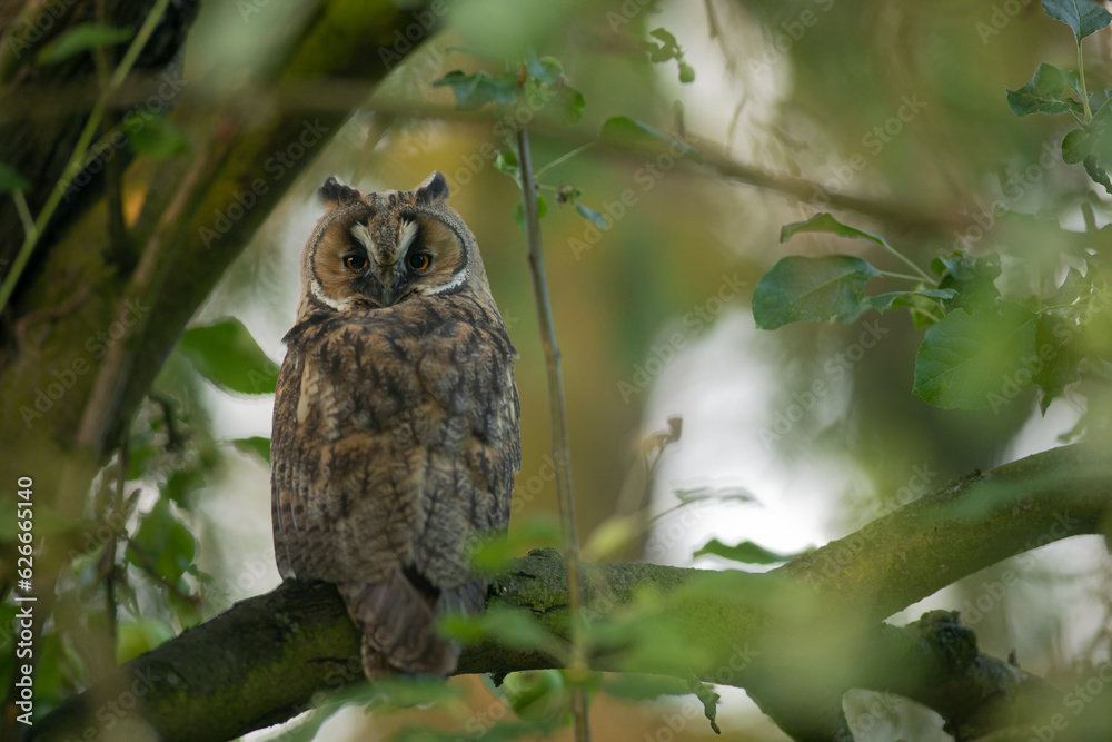 Close up of young long eared owl (Asio otus) gazing by big eyes from dense branch deep in crown. Wildlife tranquil portrait of bird in natural habitat background. Close up of young long eared owl (Asio otus) gazing by big eyes from dense branch deep in crown. Wildlife tranquil portrait of bird in natural habitat background.