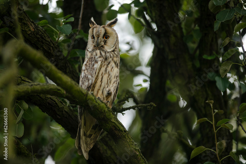 Close up of long-eared owl (Asio otus) watching by big eyes and sitting on dense branch deep in crown. Wildlife tranquil portrait shot of bird in natural habitat background during dusk.
