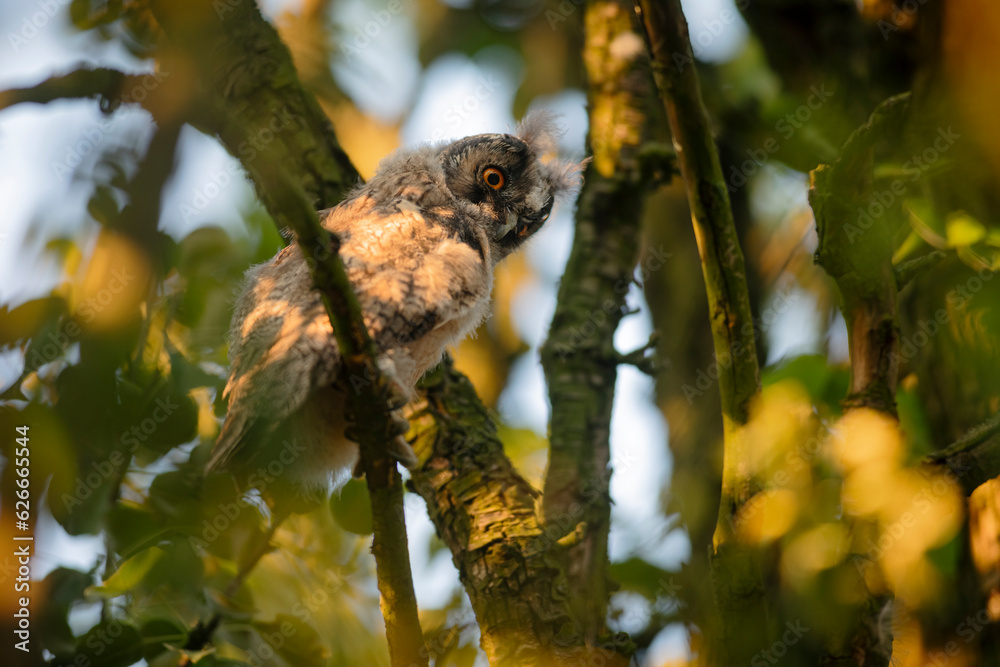 Close up of young long eared owl (Asio otus) gazing bizarrely on dense branch deep in crown. Wildlife tranquil portrait of bird in detail in natural night habitat background