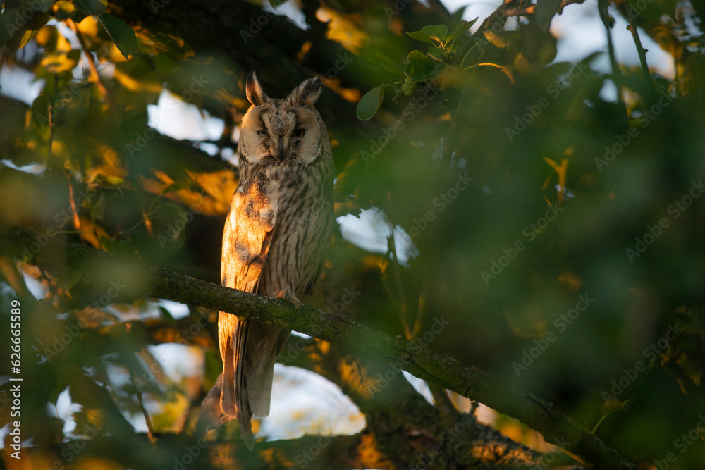 Close up of young long eared owl (Asio otus) gazing by big eyes from dense branch deep in crown. Wildlife tranquil portrait of bird in natural habitat background.