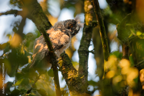 Obraz na płótnie Close up of young long eared owl (Asio otus) gazing bizarrely on dense branch deep in crown. Wildlife tranquil portrait of bird in detail in natural night habitat background w salonie