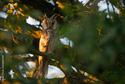 Obraz na płótnie Close up of young long eared owl (Asio otus) gazing by big eyes from dense branch deep in crown. Wildlife tranquil portrait of bird in natural habitat background. w salonie